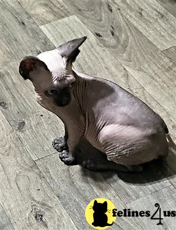 Barenakedsphynx Picture 3